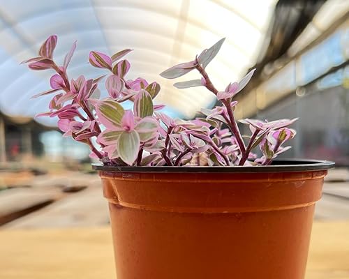 Miniatura 108 de Othonna capensis L.H.Bailey de 4 pulgadas, rara suculenta colgante de color púrpura completamente enraizada en macetas con mezcla de tierra, Collar