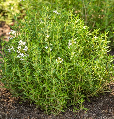 Earthcare Seeds Thyme Culinary Thyme 1,000 Seeds (Thymus Vulgaris) Heirloom - Open Pollinated #TOP12