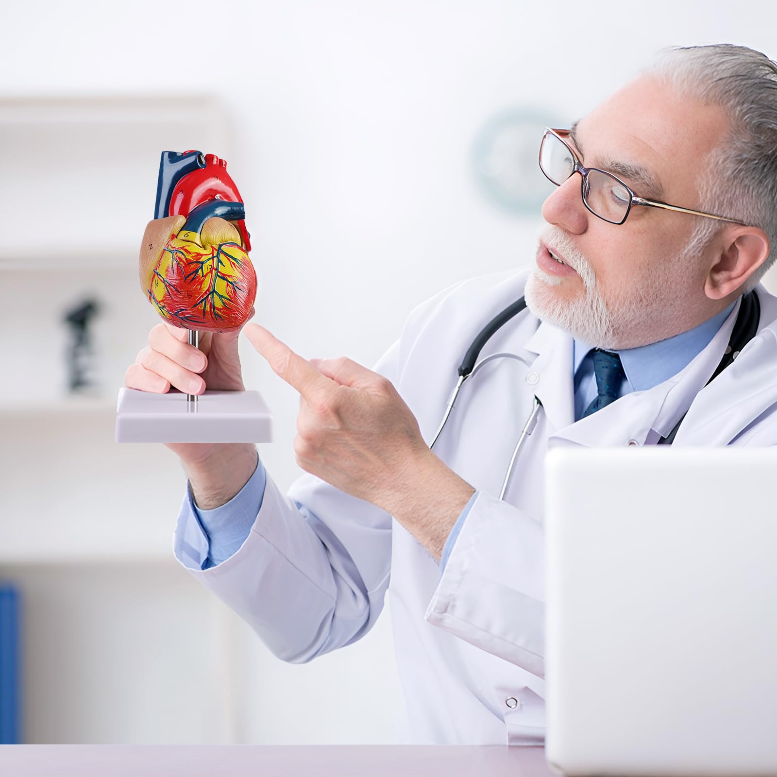 ERWEY Model ludzkiego serca do anatomii, replika 1:1 modelu serca naturalnej wielkości, z 34 oznaczeniami anatomicznymi i podstawą z PVC