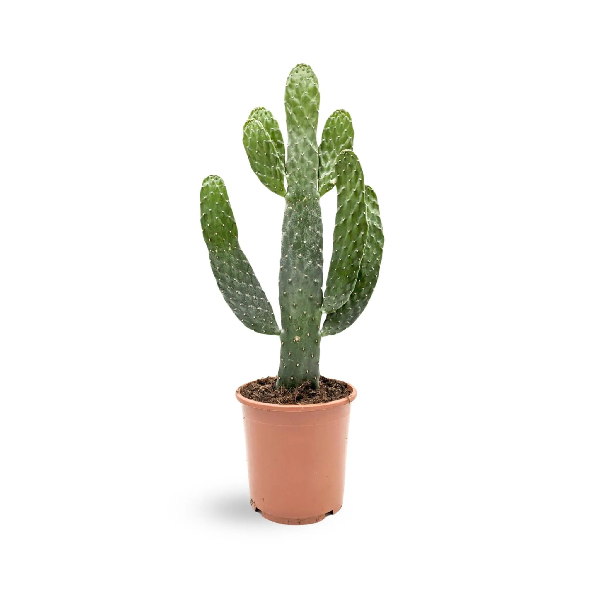 Opuntia - Roadkill Cactus 50cm (17cm Pot)