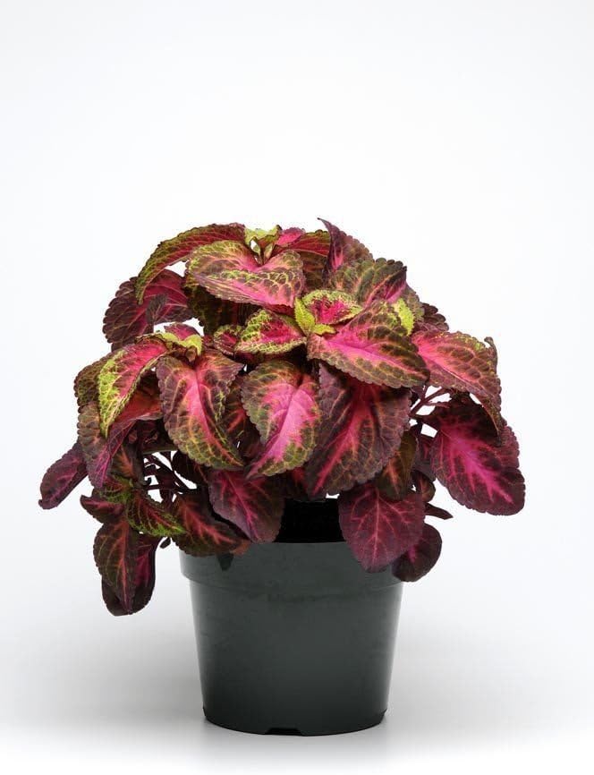 15 Pelleted Seeds Coleus Premium Sun Rose Lime Magic Coleus