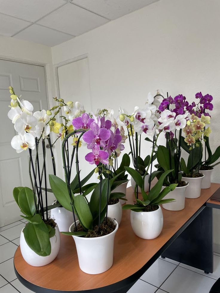 Orchid Bloom Decor Plants Without Pot (Pack of 5) Multicolour Vibrant Plants for Garden-image-8