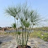 semi di papiro - balcone per interni, tappezzanti resistenti il giardino rialzato, 450pcs