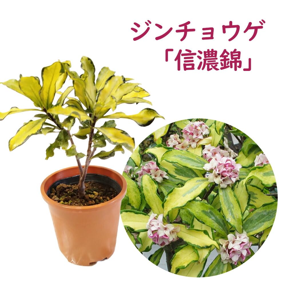 hiro様用　現物沈丁花苗2本：信濃錦5号 Amazon.co.jp: ジンチョウゲ『 信濃錦 (しなのにしき) 』4号鉢 樹高約