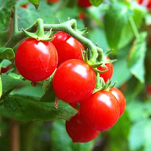 Amazon Co Jp 矮性ベランダミニトマト ホームルビー 15cmポット実付き大苗 野菜自根苗15cmポット 2個セット 実がついた 大苗です 実の数や色づき方はまちまちです 商品画像はイメージです ご了承ください 家庭菜園向け ベランダミニトマト皮も薄く 甘くて美味しい