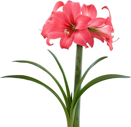 Planta de única floración amarilis