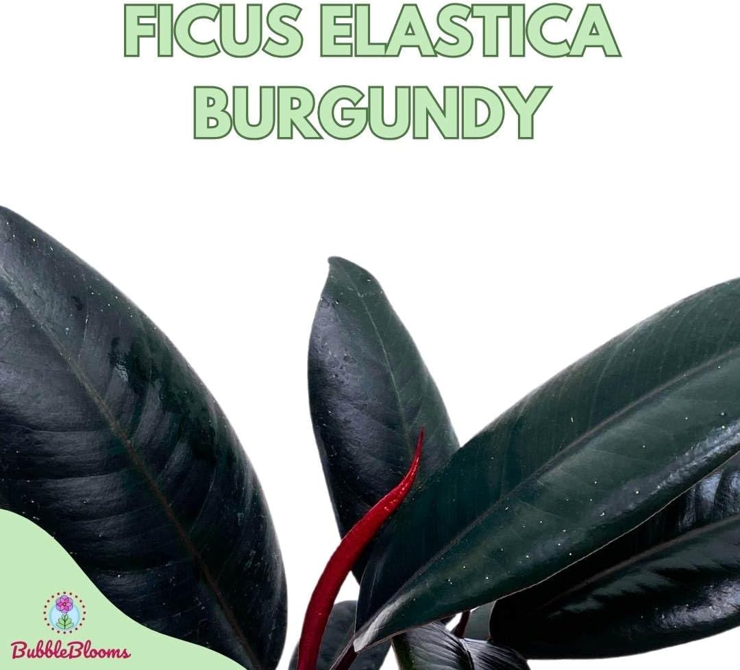 BubbleBlooms Ficus elastica Burgundy, Rubberplant, India Rubber Plant, India Rubber Tree fig in a 4 inch Pot