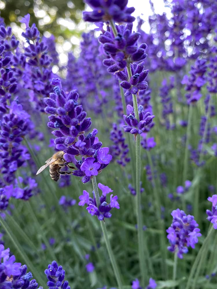 Bloomique - Set de 18 - Lavandula angustifolia - Planta de lavanda - Plantas de jardín - Resistente al frío - Altura 15-20 cm - Cepellón 7 cm