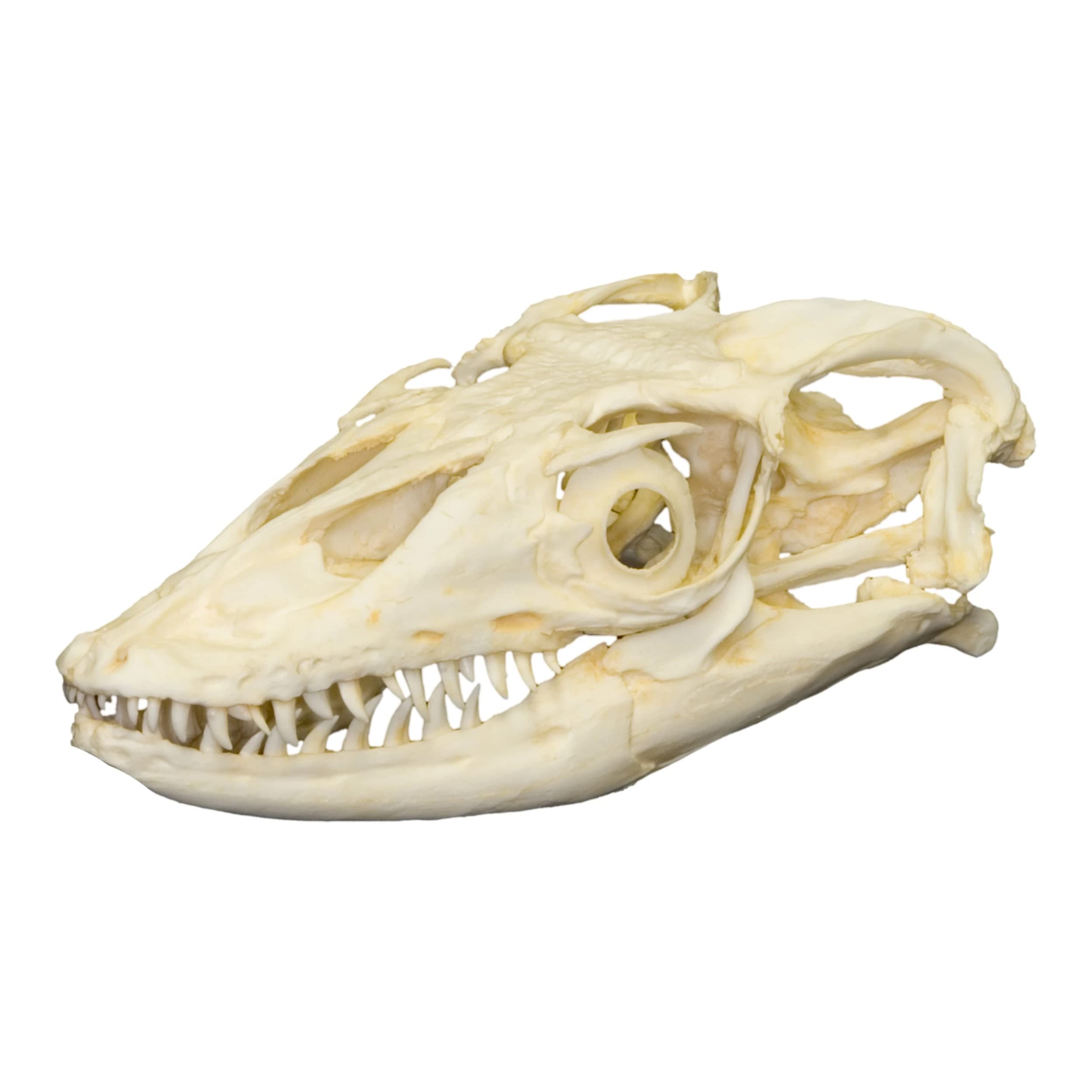 Water Monitor Skull (Teaching Quality Replica)