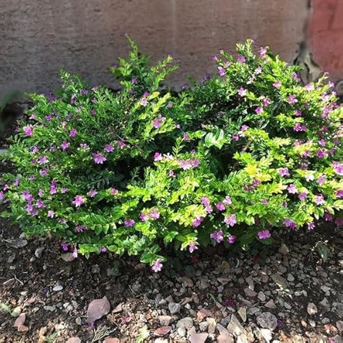 3 PURPLECuphea Mexican Heather Stạrtẹr Plạnt 3 PURPLECuphea Mexican Heather Stạrtẹr Plạnt