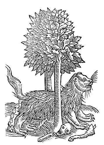 Wolverine Nthe Gulon (Glutton Or Wolverine) Woodcut From Edward TopsellS The History Of Four-Footed Beasts London 1607 Poster Print by (18 x 24)