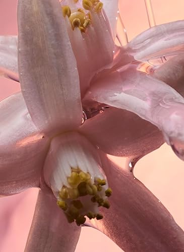 Miniatura 5 de Paco Rabanne Olympea Solar EDP Intense Spray Mujeres 2.7 oz