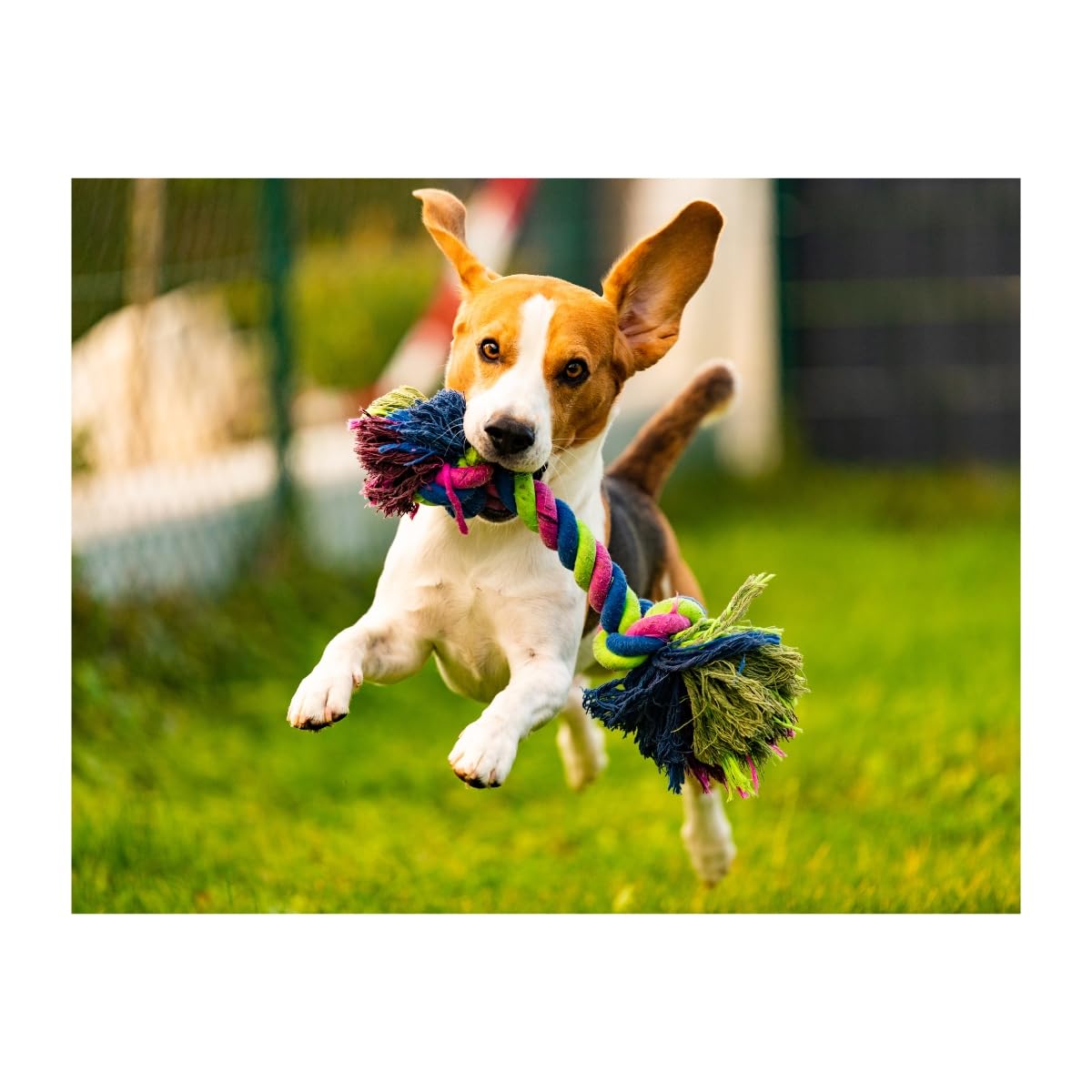 Pienso para Perro Adulto salmón y atún 15 kg con arroz Integral Omega 3 y 6 Alta palatabilidad y energía equilibrada Complet Care