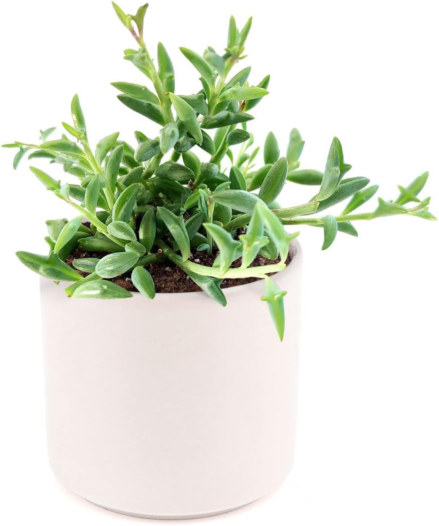 String of Dolphins Senecio Peregrinus Succulent (4 inch + White Modern Pot) | Live Healthy Unique Hanging Fully Rooted Succulents for Home Office Decoration