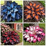 6 x PCS Mehrjährige Funkien, einfach zu kultivierende Funkien und Hybriden/Füllen Sie Gartenecken.-6 PCS