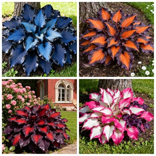 6 x PCS Mehrjährige Funkien, einfach zu kultivierende Funkien und Hybriden/Füllen Sie Gartenecken.-6 PCS