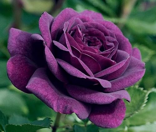 Miniatura 7 de 100 semillas de rosas naranjas de primera calidad, trepadoras grandes y perennes tradicionales sin OMG para interiores y exteriores