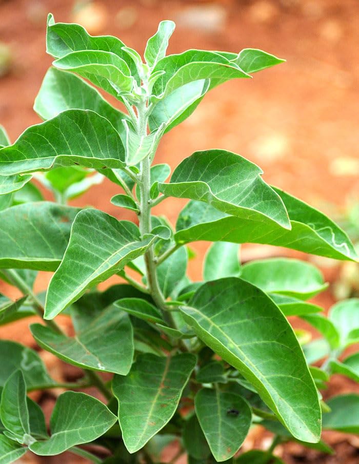 Image of Kalfo Live Ashwagandha Plant, Withania Somnifera, Ayurvedic Medicinal Plant with Black Plastic Pot for Home Garden