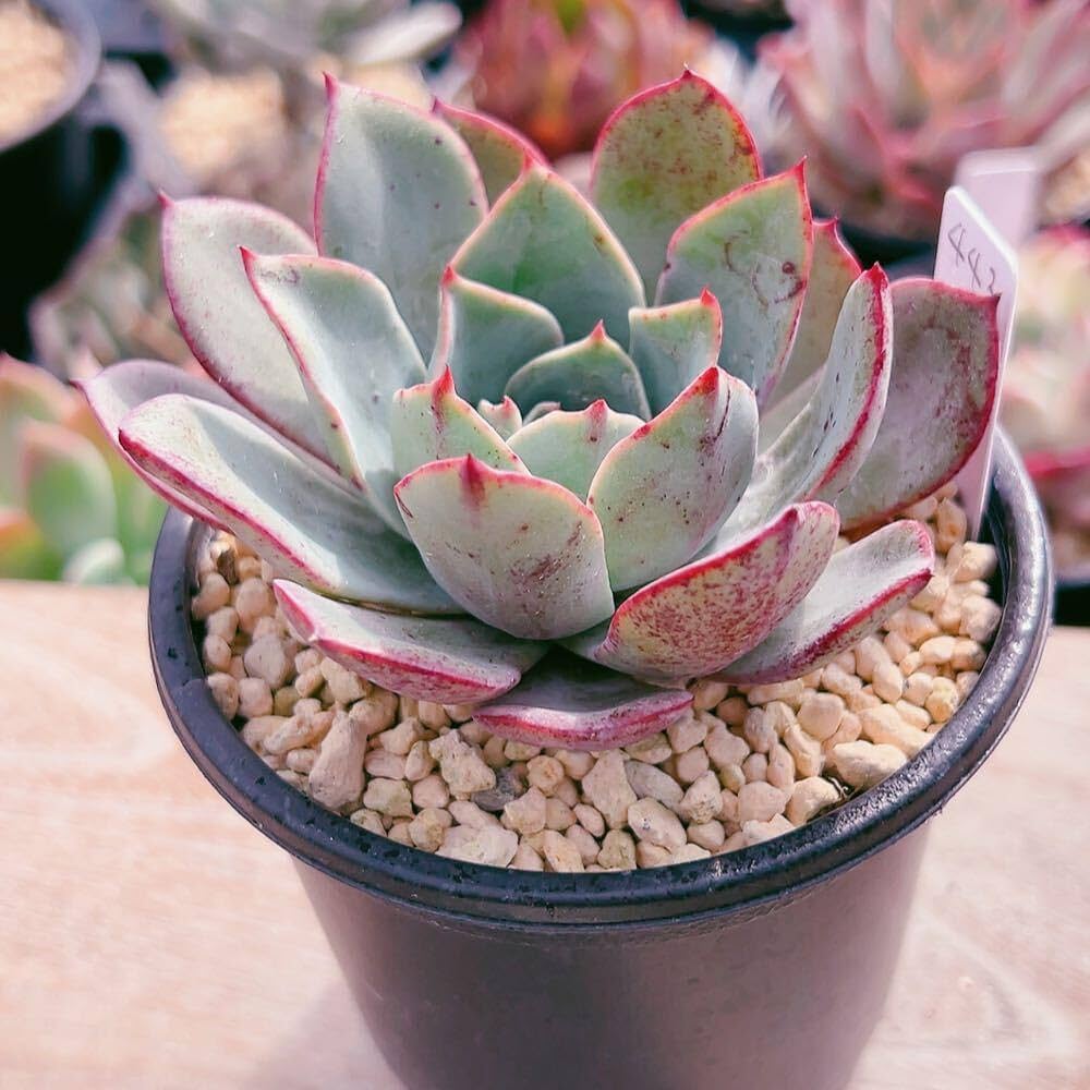 多肉植物　レア　アニー　韓国苗 多肉植物 レア アニー 韓国苗 多肉植物 レア アニー 韓国苗 【公式通販】