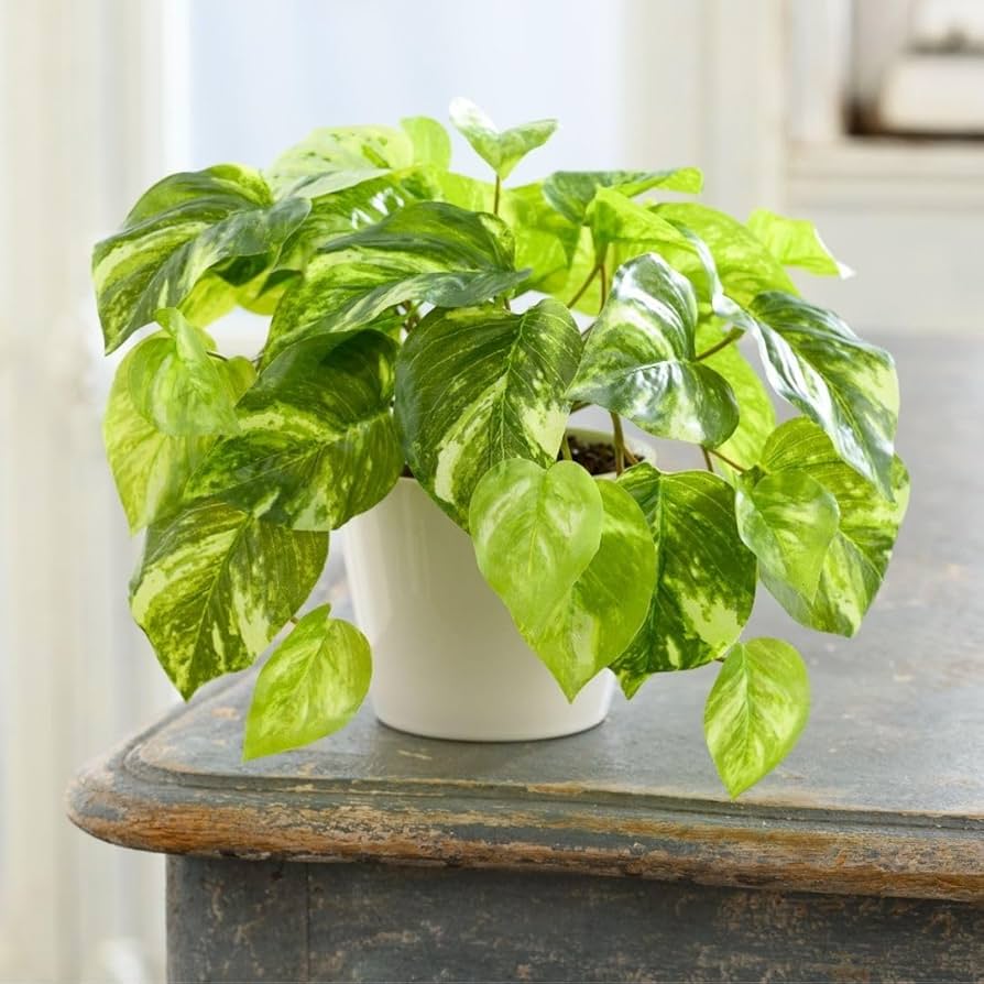 光触媒　人工観葉植物　ウォールグリーン　フェイクグリーン　マーブルポトスヘゴ 楽天市場】ポトス 支柱 ヘゴ フェイクグリーン おしゃれ 人気