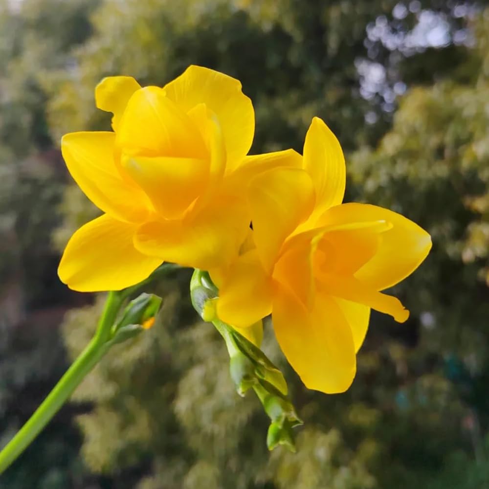 frangipaniplanta de balcón semillas de Decoración jardín,bellamente brillantes con rápido crecimiento semillas resistentes orgánicas,Plantas50Semilla