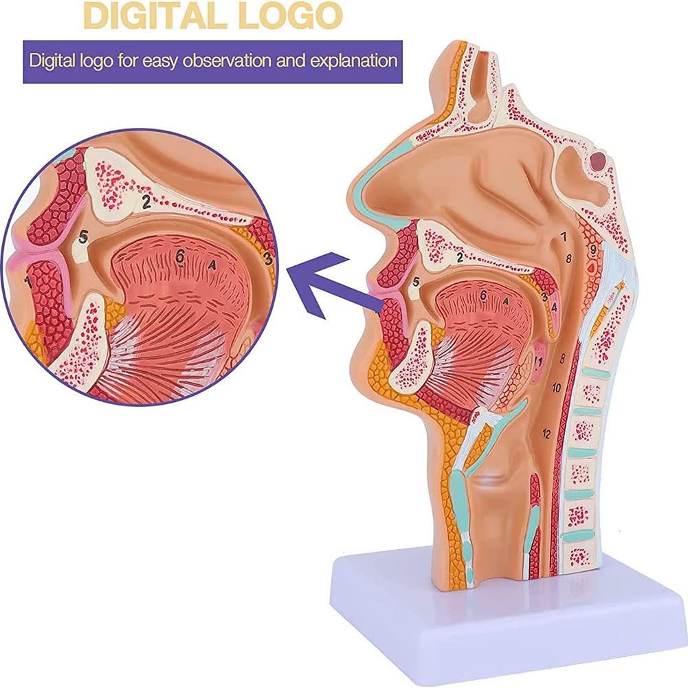口腔解剖学 骨、筋肉、脈管、内臓学