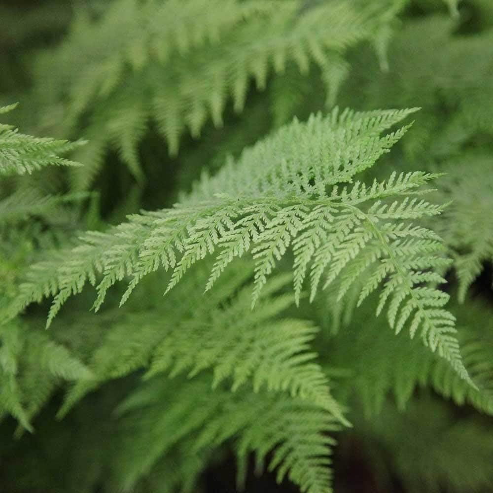 Plant Theory 9cm Pot Athyrium Filix-Femina Lady Fern Fern Plant