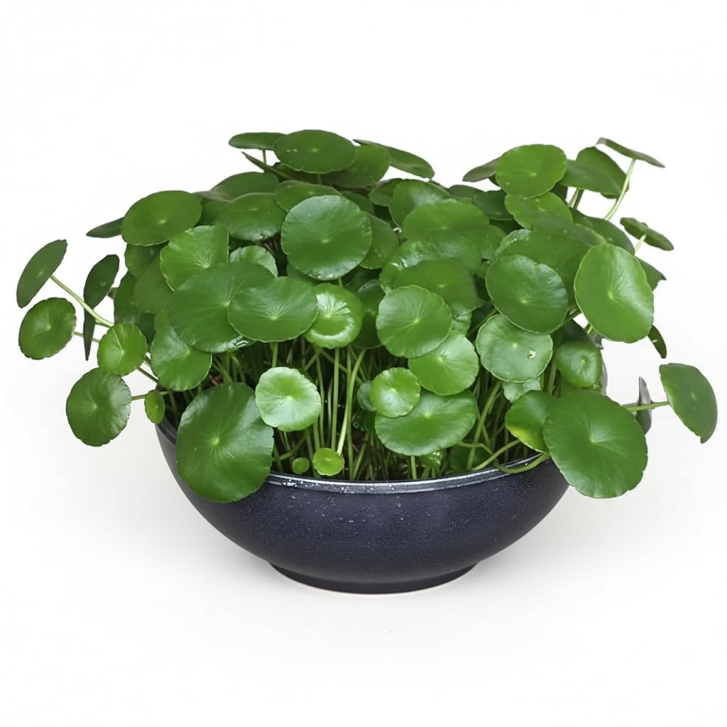 Rama & Shyama Tulsi Live Plants - 2 Pack Combo -16 Rama & Shyama Tulsi Live Plants - 2 Pack Combo -16