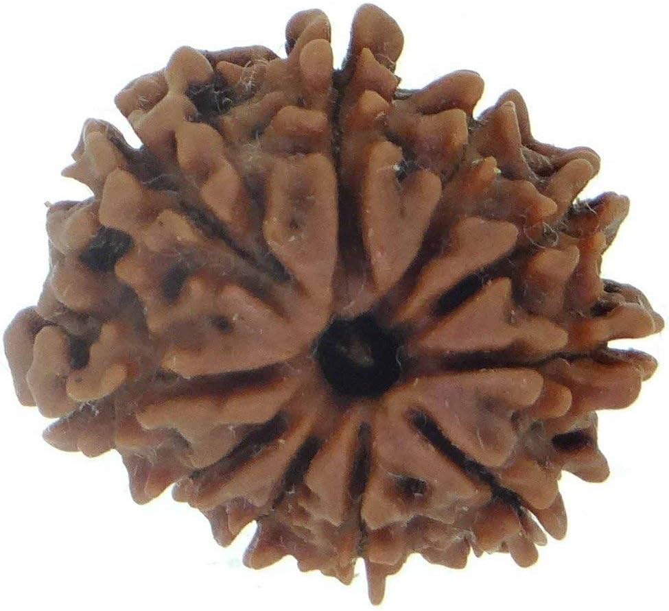 Arihant Gems & Jewels 1 To 13 Mukhi/Faced Nepali Rudraksha 100% Natural, Original Astrological Round Rudraksha Seeds Loose Beads (Elaeocarpus Ganitrus) Unisex Both For Men & Women