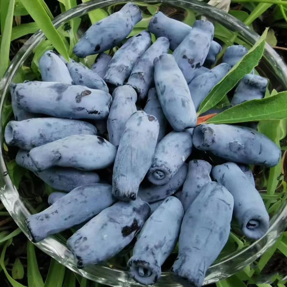 10 piezas semillas de arándano siberiano de arándano, fruta en espaldera, camas elevadas para jardín (Lonicera caerulea) frutos columnares resistentes, semillas Plantas de balcón resistentes,: Amazon.es: Jardín