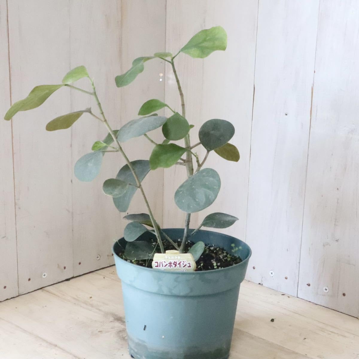 Amazon.co.jp: フィカス コバンボダイジュ ゴールドコイン 観葉植物 : Hobbies