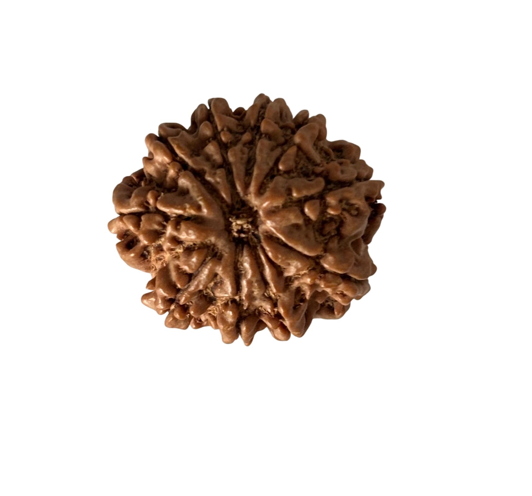 P N GEMS AND RUDRAX Original 10 Mukhi Rudraksha Nepal 22mm | GBS Lab Certified + X-Ray Report | for Rahu Dosh, Protection & Wish Fulfillment | 2.6gm-image-2