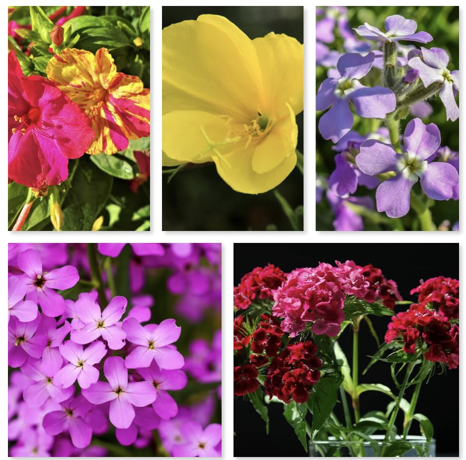 Night Garden Magic Wildflower Seeds, Fragrant Evening Blooms, 5 Species Mix (500 g)