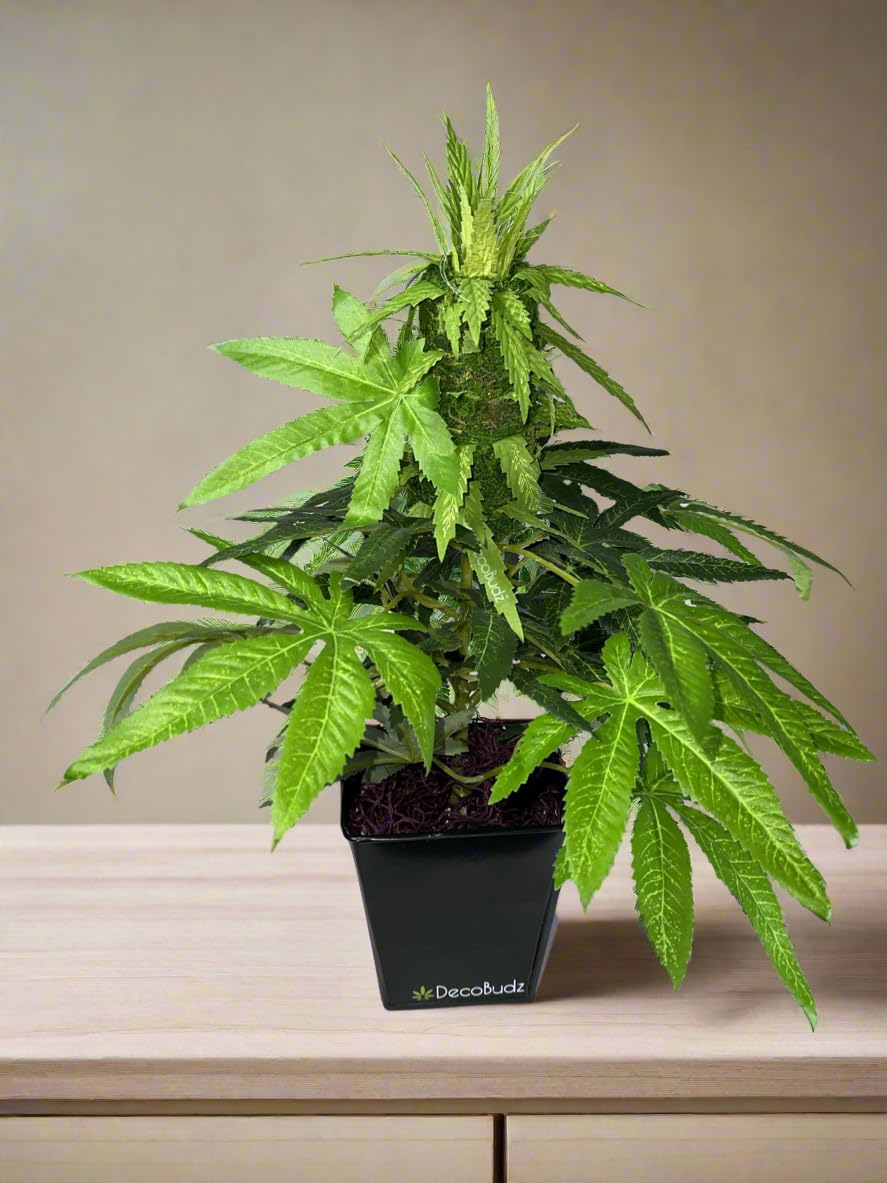 Amazon.com: DecoBudz Realistic Faux Cannabis Decor  Artificial Weed Plant  15" with Big Bud for Home Office Events Fake Canna mj Plant Stoner Gifts  420 Decor Theme Party : Home & Kitchen