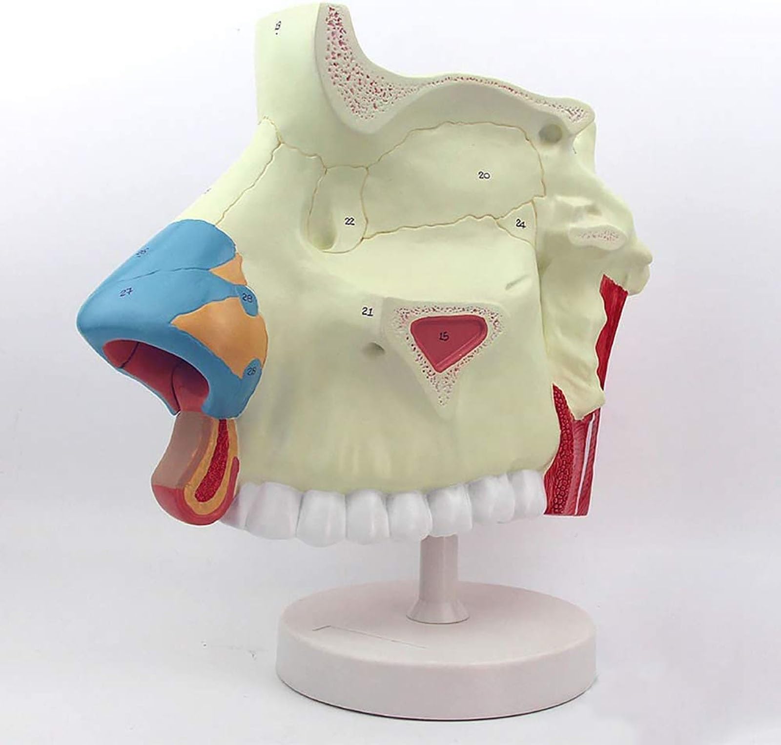 Modelo de anatomía de la cavidad nasal humana for uso educativo en el ámbito sanitario: material de formación detallado sobre endoscopio respiratorio en otorrinolaringología