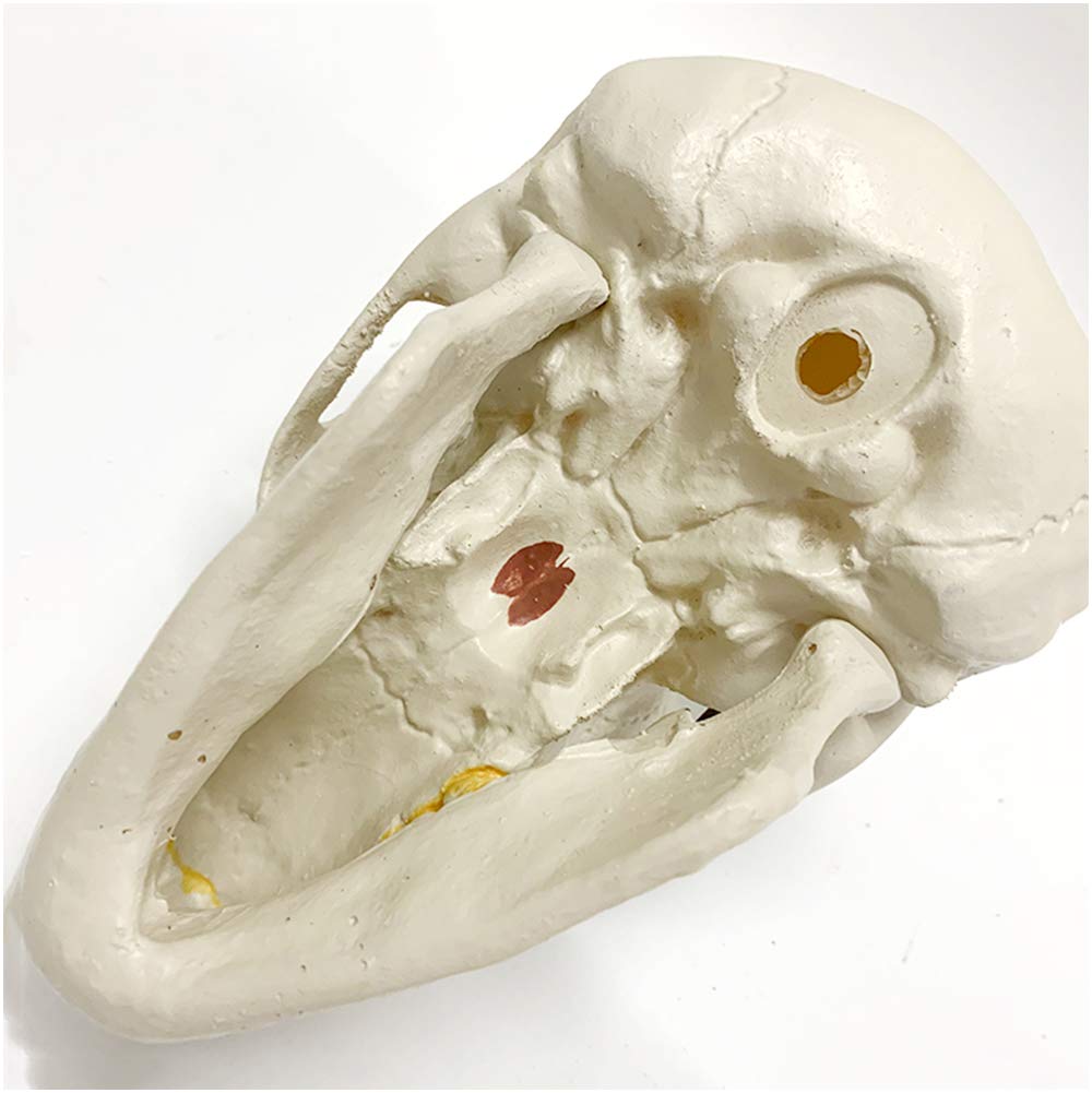 1:1 Replika Modelu Głowy Ludzkiej Czaszki - Model Czaszki Ludzkiej Szympansa - Materiał Pvc Model Szkieletu Ludzkiej Czaszki - Do Kolekcji Dekoracji Domu, Nauki,