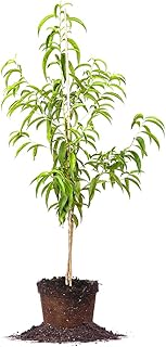 Sponsored Ad - FLORDACREST Peach Tree - Size: 4-5 ft, Live Plant, Includes Special Blend Fertilizer & Planting Guide