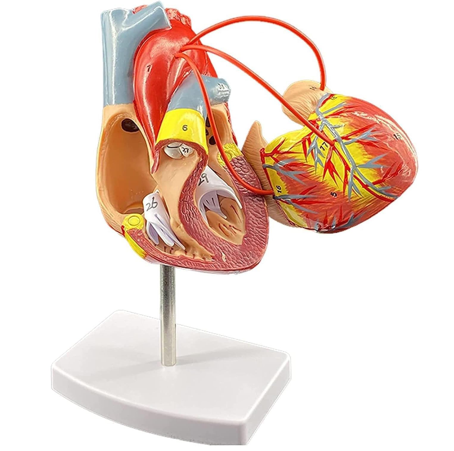 ExKaTe Human Heart Model 1:1 Human Heart Bypass Model, Human Organ Anatomy Model for Medical Education Teaching Aid.