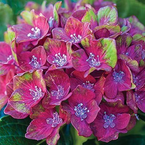 Thompson & Morgan Glam Rock Colour Changing Hydrangea Cover