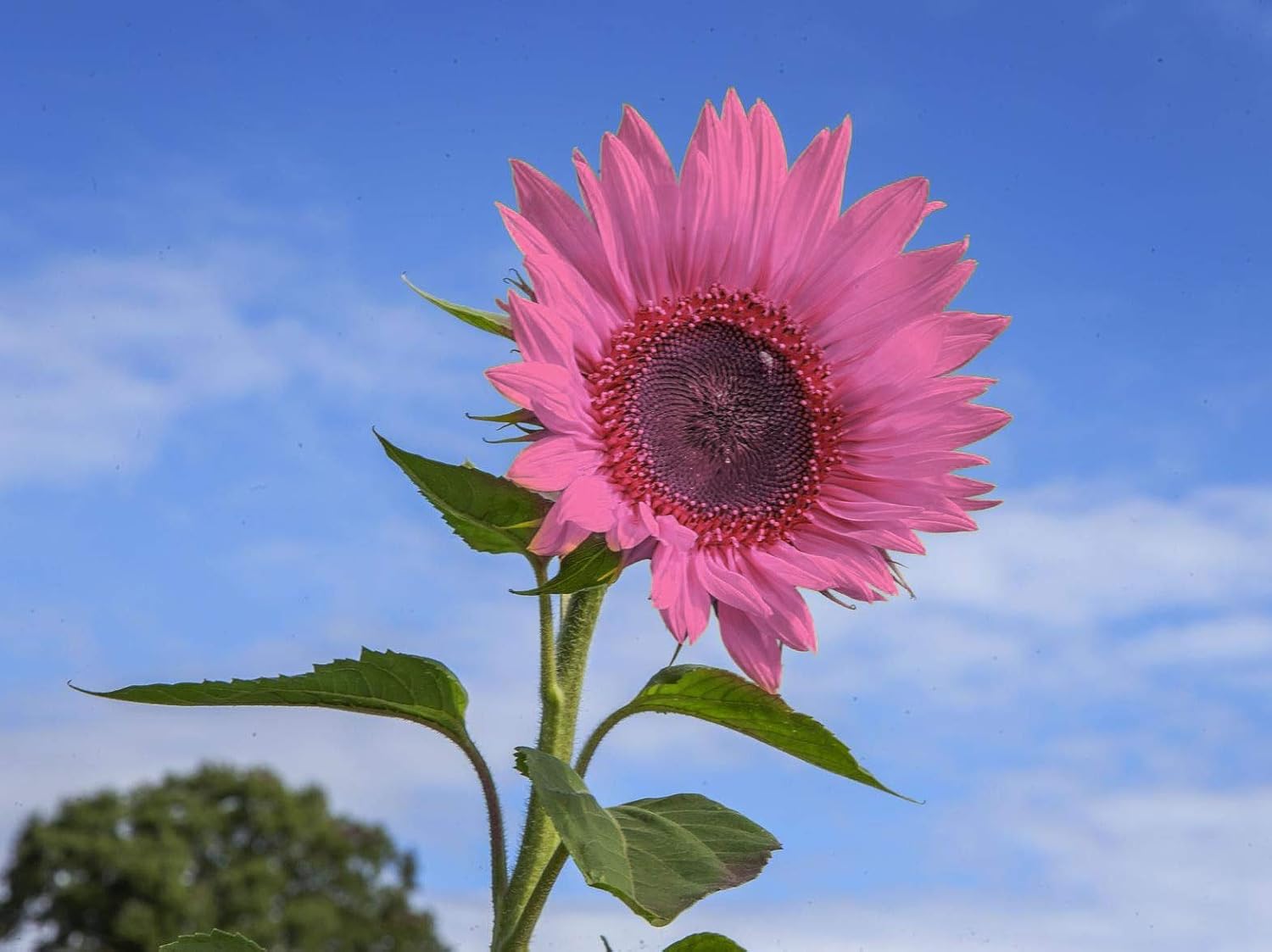 Iris Tectorum Rose Sunflower 50Pcs Pink Sunflower Seeds Pink Sunflower Seeds 60 Pcs Amazon.ca Iris Tectorum Rose Sunflower 50Pcs Pink Sunflower Seeds Pink Sunflower Seeds 60 Pcs Amazon.ca