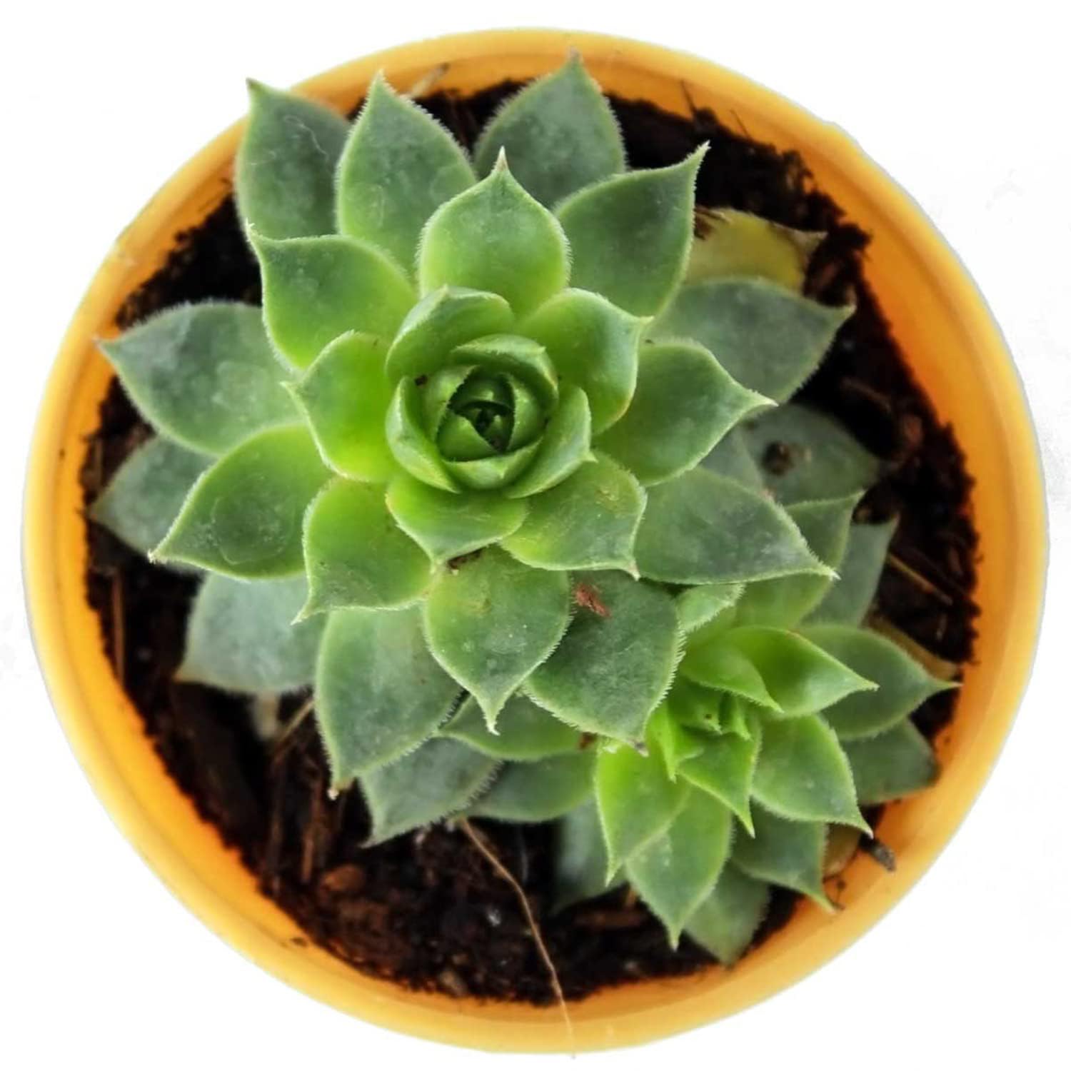 UGALOO® Original Red Tip Laxmi Kamal Sempervivum Live Plant (B0BCGMG3PN) Amazon Price History, Amazon Price Tracker