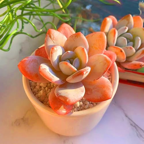 Miniatura 2 de FWPP Plantas suculentas vivas Echeveria Laui de 2.5 pulgadas, suculentas rojas raras con raíz desnuda sin tierra de maceta, plantas vivas para