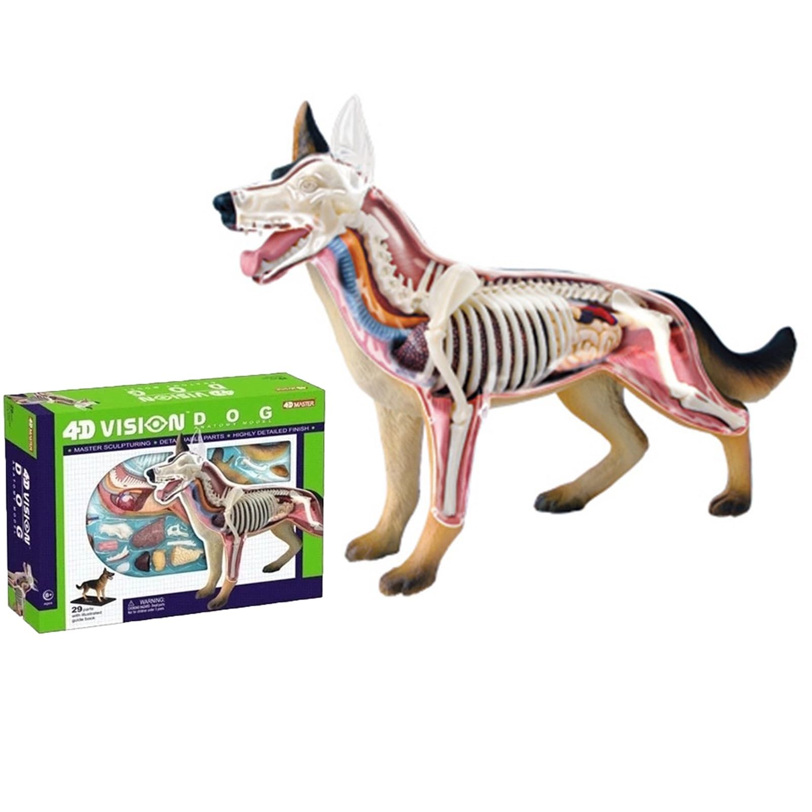 Modèle anatomie loup AMITD puzzle didactique 4D pour cours d'école