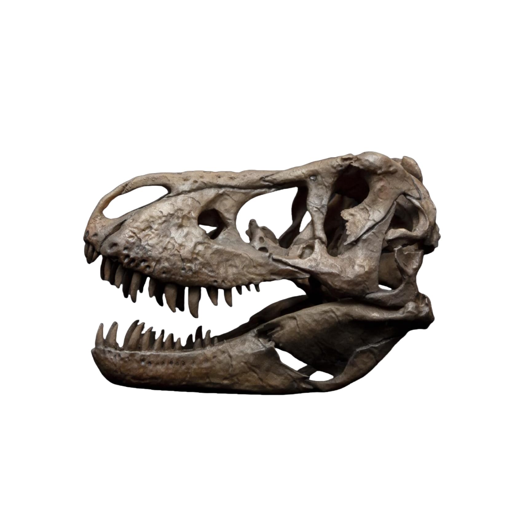 Amazon.co.jp: VWUVWU 1/10サイズ ティラノサウルス 頭蓋骨 フィギュア