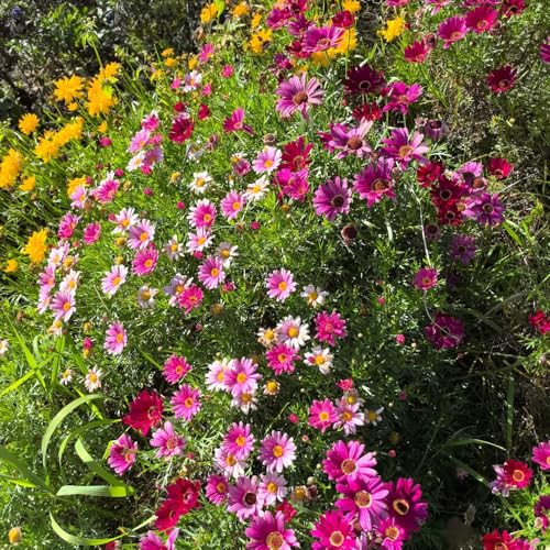 semillas de piretro cinerariifolium, macizo de con semillas orgánicas resistentes al aire libre resistentes primavera, 250pcs