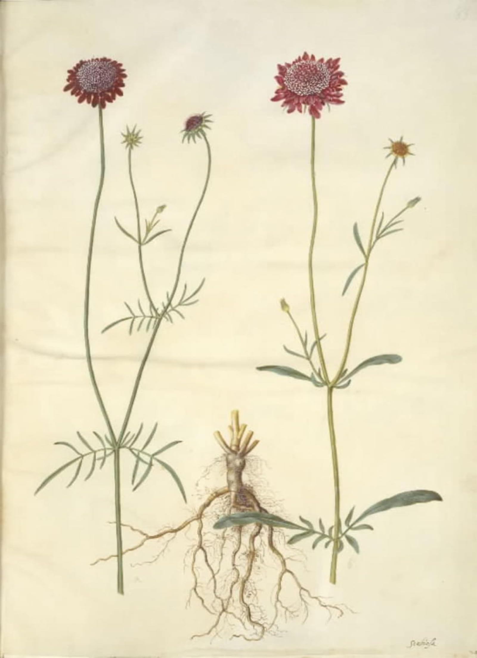 POSTERIIk Vintage Art Print Images Pictures Print Scabiosa Atropurpurea by Hans Simon Holtzbecker Modern Colour Posters for Office Home Decor 60x90cm