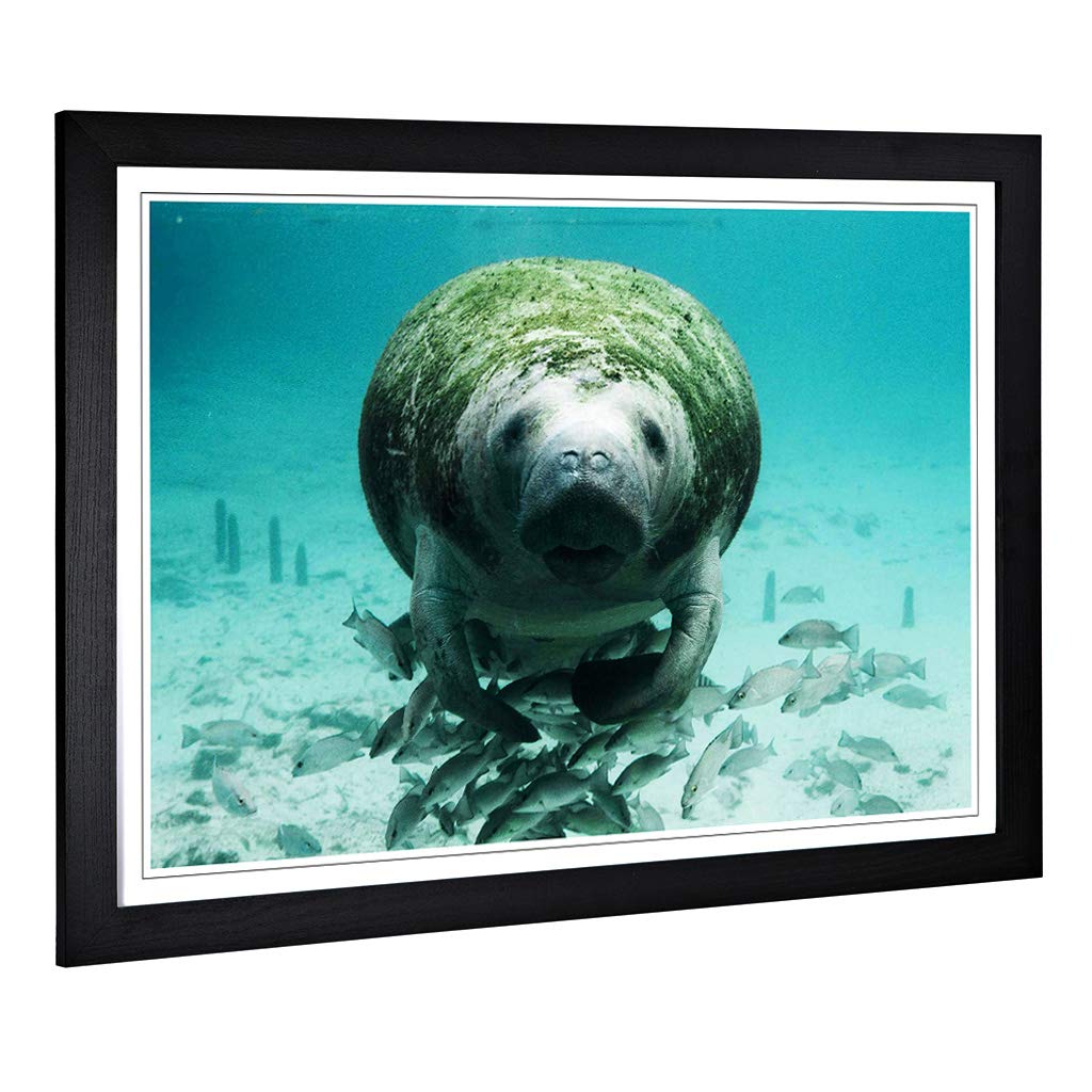 Big Box Art Framed Print of Manatee 2 Design | Wall Art Picture | Home Decor for Kitchen, Living, Dining Room, Lounge, Bedroom, Hallway, Office, Black, A2 / 24.5x18 Inch / 62x45cm