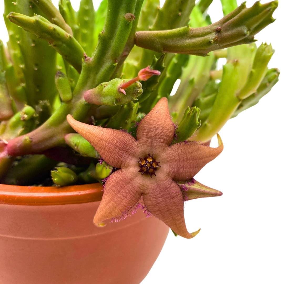 BubbleBlooms Schinzii Stapelia Huernia Starflower Starfish Plant in a 6 inch Pot