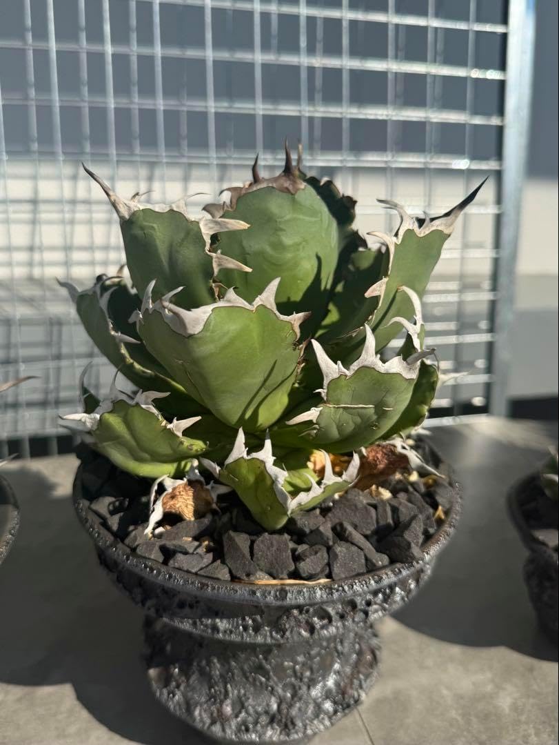 アガベ チタノタ 黒鯨 アガベ チタノタ 黒鯨 台湾lize産 子株3 - 観葉