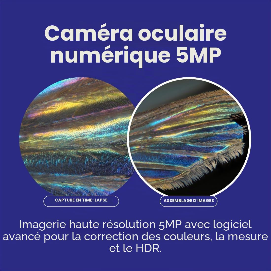 AmScope B120 Series Student & Professional LED Binocular Compound Microscope - 40X-2500X Magnification - Includes 5MP USB Camera & Siedentopf Head